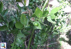 Stechender Mäusedorn (Butcher's Broom, Ruscus aculeatus)