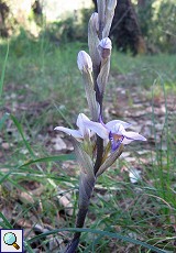 Violetter Dingel (Violet Limodore, Limodorum abortivum)