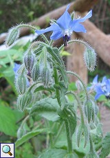 Borretsch (Borage, Borago officinalis)