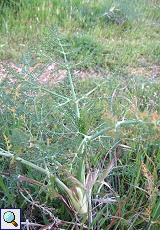 Fenchel (Fennel, Foeniculum vulgare)