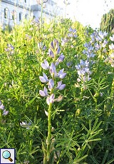 Lupine (Lupin, Lupinus sp.)