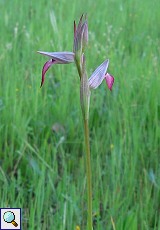 Einschwielige Zungenstendel (Tongue Orchid, Serapias lingua)