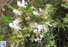 Rosmarin (Rosemary, Rosmarinus officinalis)