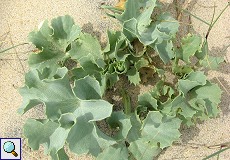 Stranddistel (Sea-holly, Eryngium maritimum)