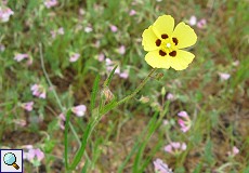  Geflecktes Sandröschen (Spotted Rockrose, Tuberaria guttata)
