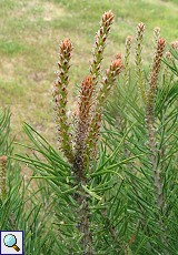 Pinie (Stone Pine, Pinus pinea)