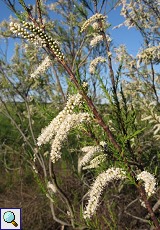 Tamariske (Tamarisk, Tamarix sp.)