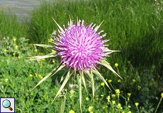 Mariendistel (Blessed Milk Thistle, Silybum marianum)