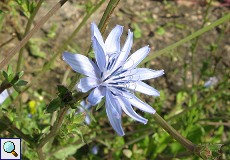 Wegwarte (Chicory, Cichorium intybus)