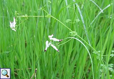 Ranken-Erdrauch (White Ramping-fumitory, Fumaria capreolata)