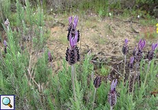 Schopflavendel (French Lavender, Lavandula stoechas)