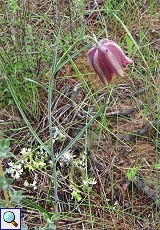 Pyrenäen-Schachblume (Fritillary, Fritillaria pyrenaica)
