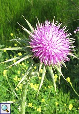 Mariendistel (Blessed Milk Thistle, Silybum marianum)