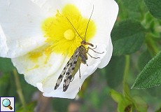 Skorpionsfliege (Scorpionfly, Panorpa sp.)