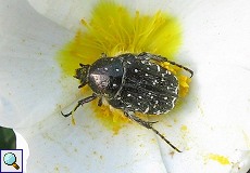 Trauer-Rosenkäfer (White-spotted Rose Beetle, Oxythyrea funesta)