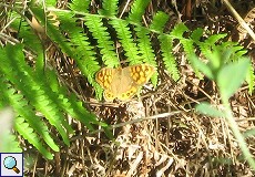 Mauerfuchs (Wall Brown, Lasiommata megera)