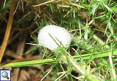 Schaumnest einer Zikade