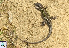 Algerischer Sandläufer (Large Psammodromus, Psammodromus algirus)