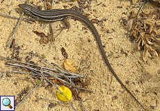 Mauereidechse (Wall Lizard, Podarcis muralis)