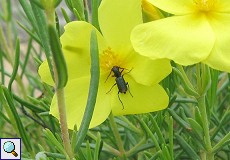 Clanoptilus abdominalis