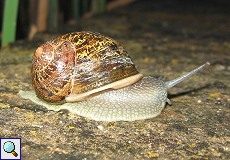 Gefleckte Weinbergschnecke (Brown Garden Snail, Cornu aspersum)