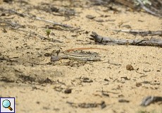 Europäischer Fransenfinger (Red-tailed Spiny-footed Lizard, Acanthodactylus erythrurus)