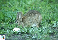 Wildkaninchen (European Rabbit, Oryctolagus cuniculus)
