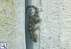 Mauergecko (Moorish Gecko, Tarentola mauritanica)