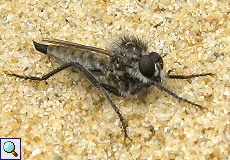 Unbestimmte Insektenart Nr. 2, Raubfliege