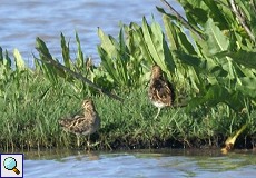 Bekassine (Common Snipe, Gallinago gallinago)