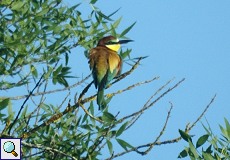 Bienenfresser (European Bee-eater, Merops apiaster)