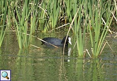 Blässhuhn (Black Coot, Fulica atra)