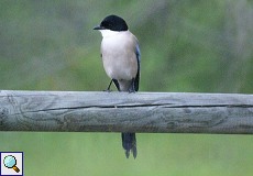 Blauelster (Azure-winged Magpie, Cyanopica cyana)