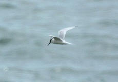 Brandseeschwalbe (Sandwich Tern, Thalasseus sandvicensis)