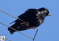 Einfarbstar (Spottless Starling, Sturnus unicolor)