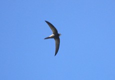 Fahlsegler (Pallid Swift, Apus pallidus)