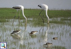 Jugendliche Rosaflamingos (Phoenicopterus roseus) und Uferschnepfen (Limosa limosa) Jugendliche Rosaflamingos (Phoenicopterus roseus) und Uferschnepfen (Limosa limosa)