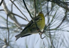 Girlitz (European Serin, Serinus serinus)