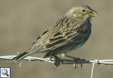 Grauammer (Corn Bunting, Emberiza calandra)