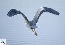 Graureiher (Grey Heron, Ardea cinerea cinerea)