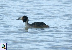 Haubentaucher (Great Crested Grebe, Podiceps cristatus)