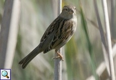 Weiblicher Haussperling (House Sparrow, Passer domesticus)