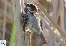 Männlicher Haussperling (House Sparrow, Passer domesticus)