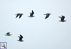Heringsmöwe (Lesser Black-backed Gull, Larus fuscus)
