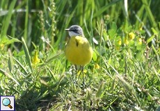 Iberische Schafstelze (Spanish Wagtail, Motacilla flava iberiae)