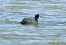 Kammblässhuhn (Red-knobbed Coot, Fulica cristata)