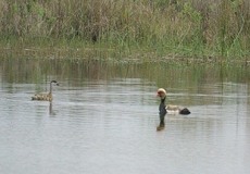 Kolbenente (Red-crested Pochard, Netta rufina)