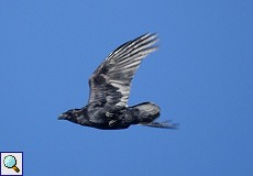 Kolkrabe (Common Raven, Corvus corax)