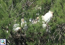 Kuhreiher (Cattle Egret, Bubulcus ibis)