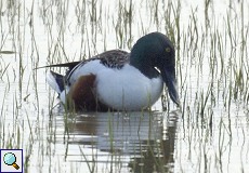 Männliche Löffelente (Northern Shoveller, Spatula clypeata)